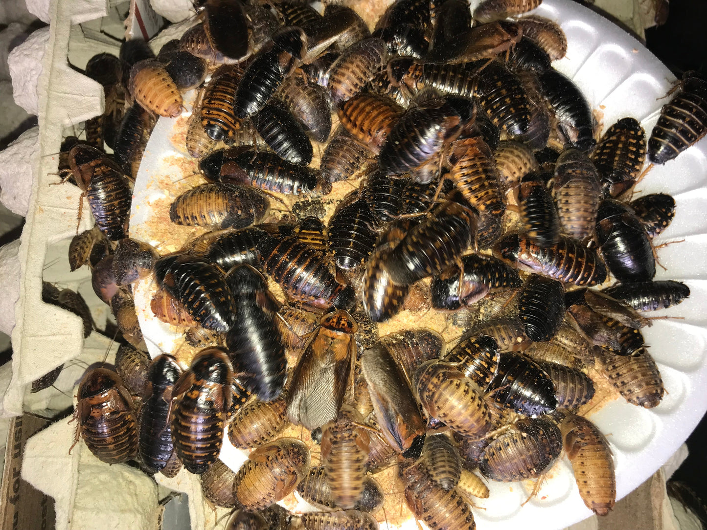Dubia Roach Chow Variety Pack