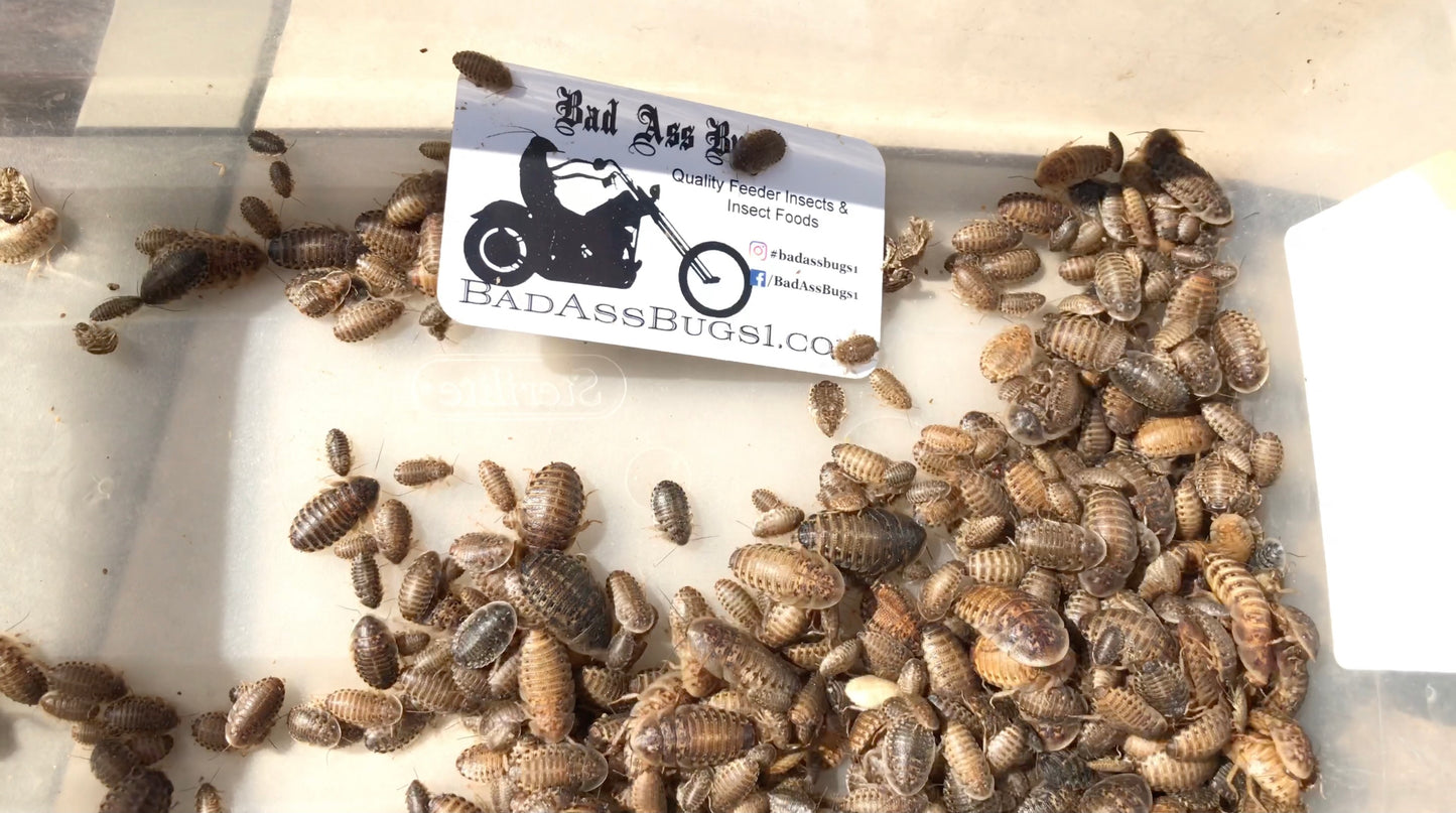 Mixed Dubia Roaches