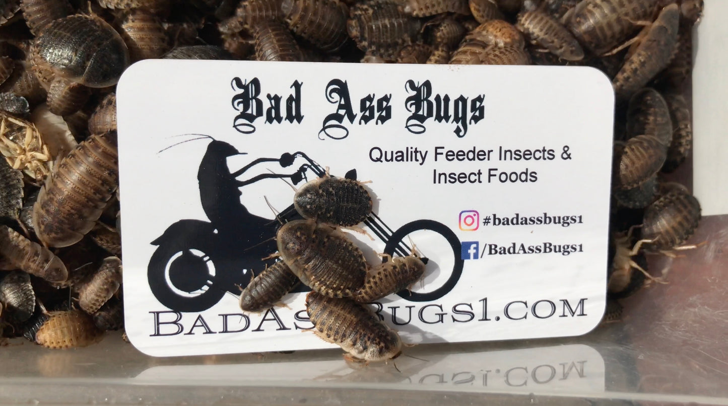 Medium Dubia Roaches
