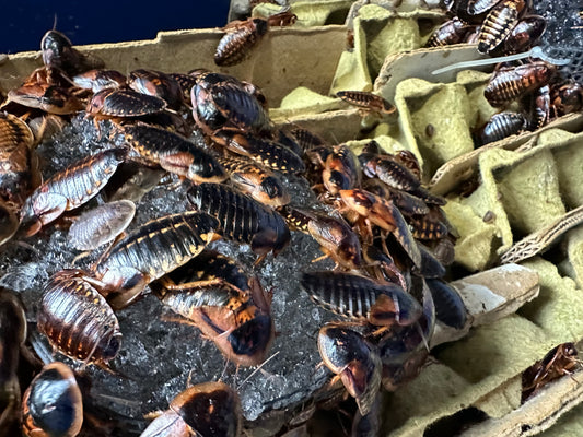 Nutrient Delivery System