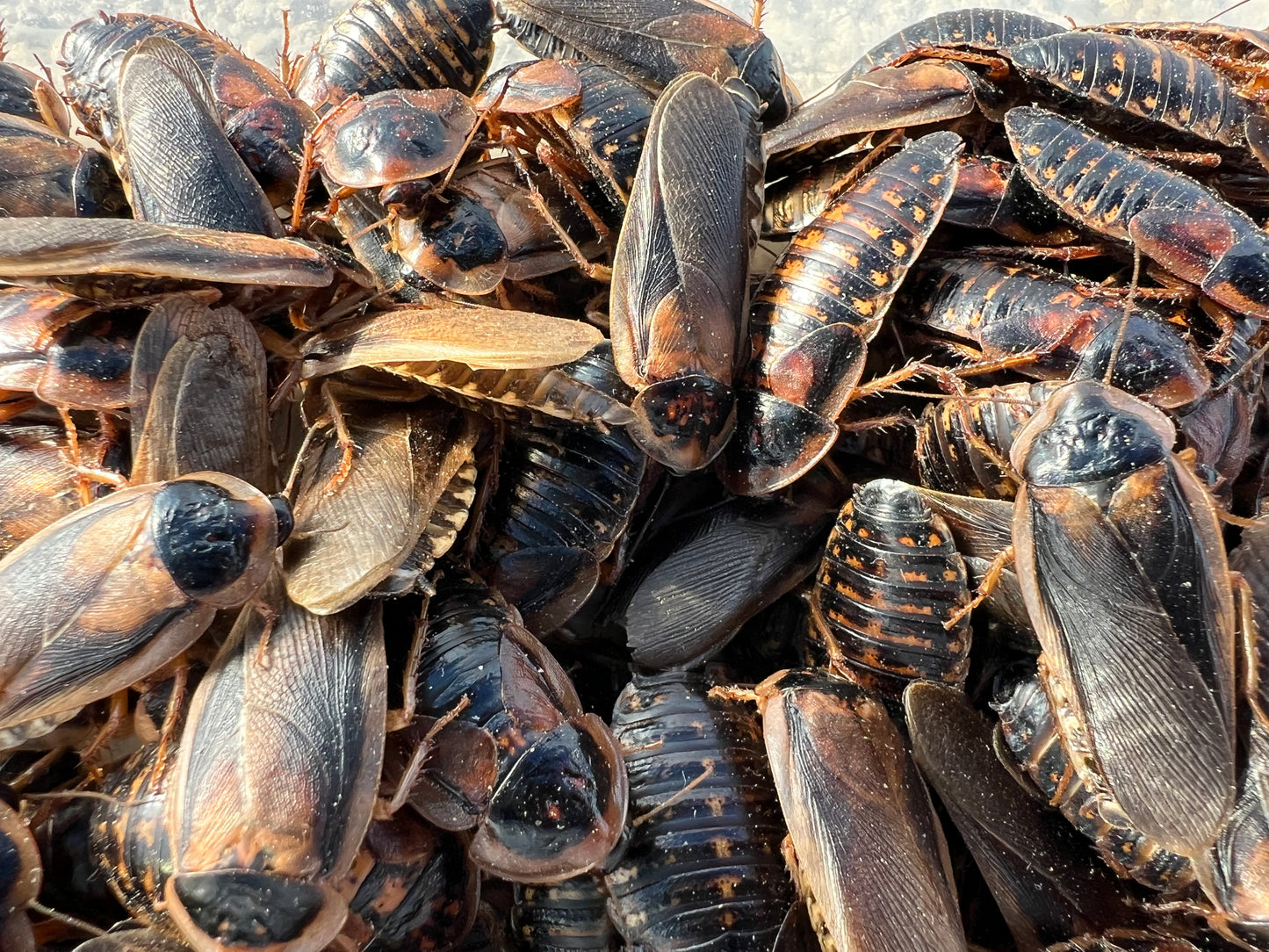 Adult Dubia Roach Breeding Groups