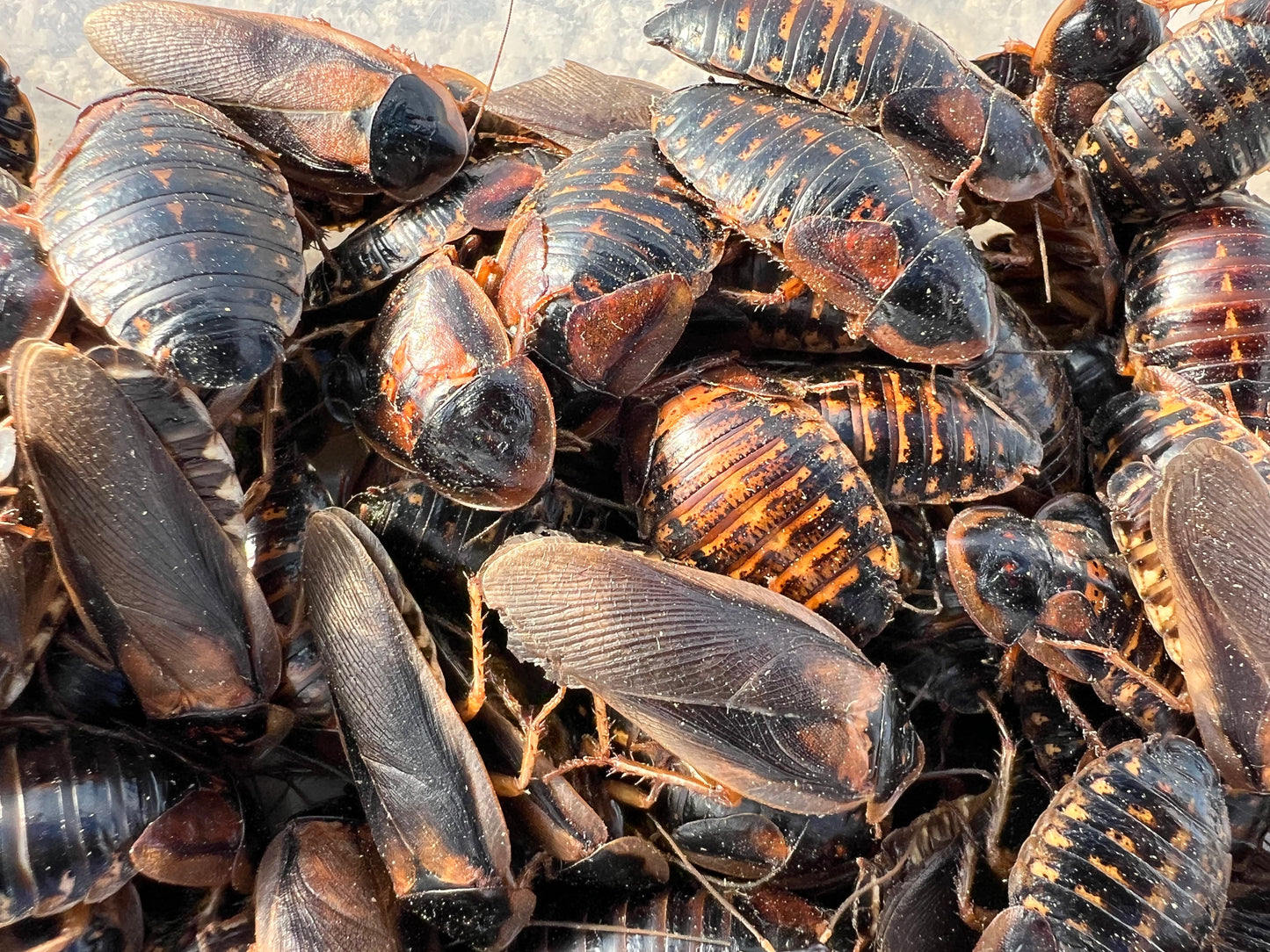 Adult Dubia Roach Breeding Groups