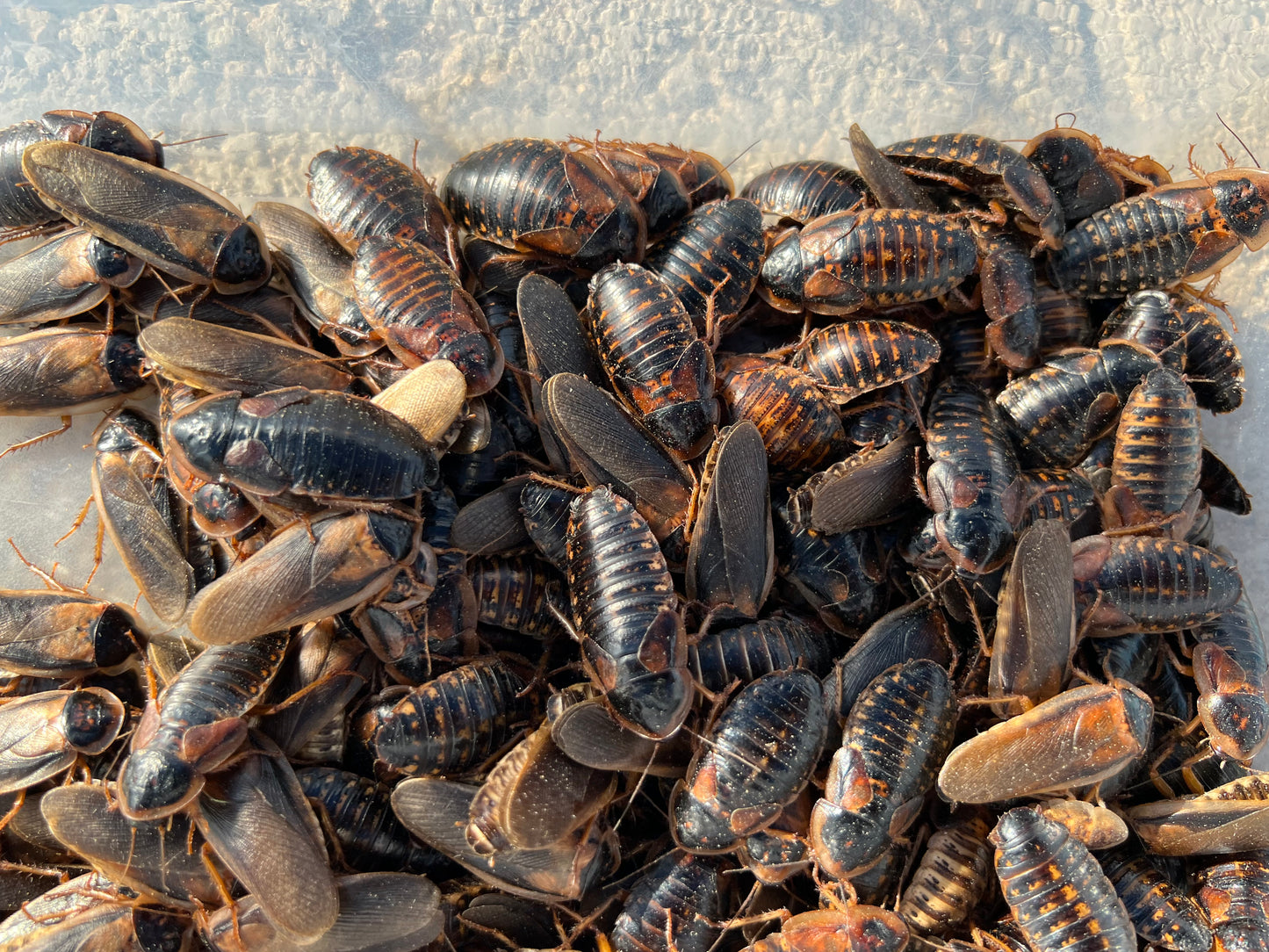 Adult Dubia Roach Breeding Groups