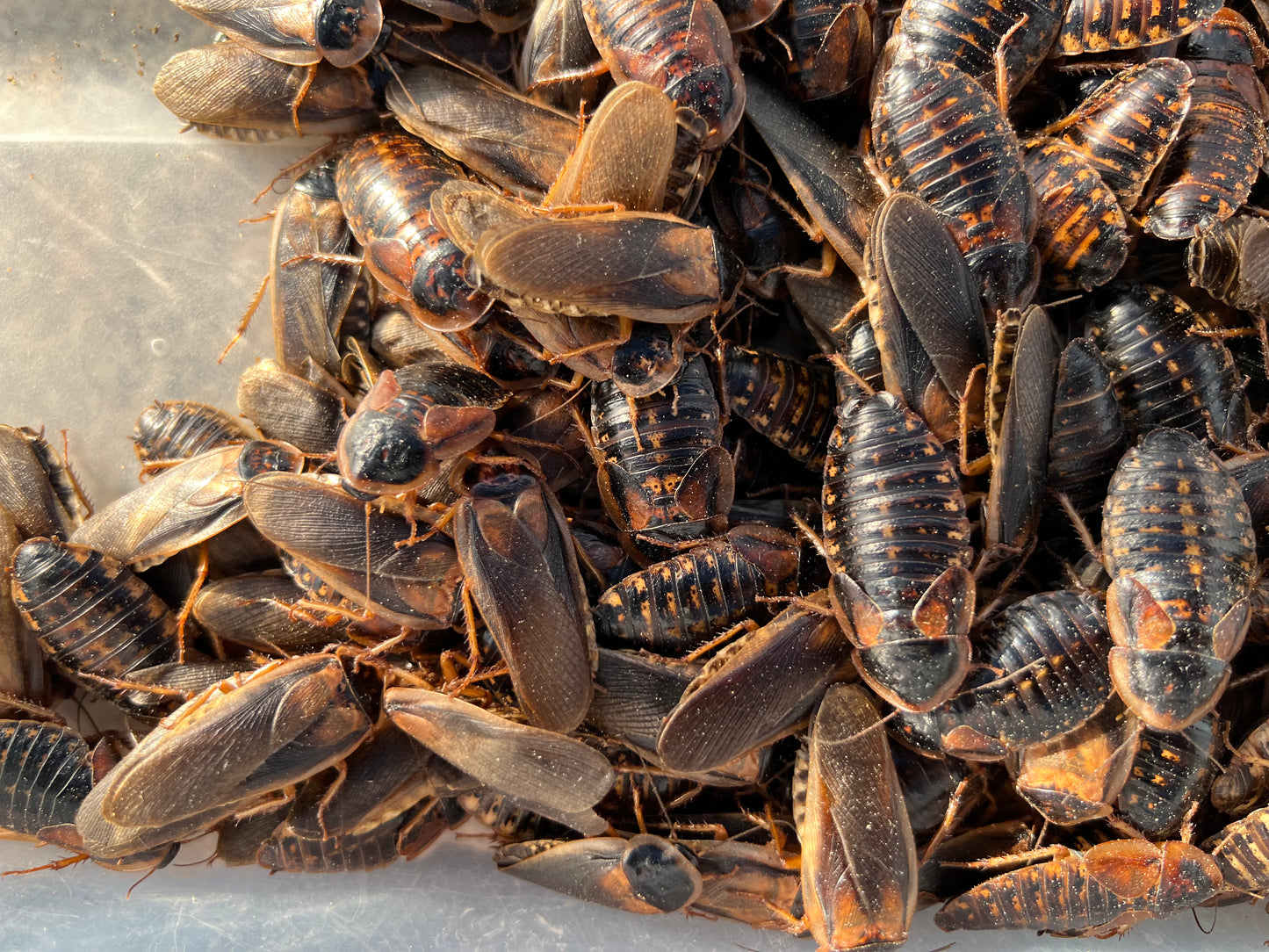 Adult Dubia Roach Breeding Groups