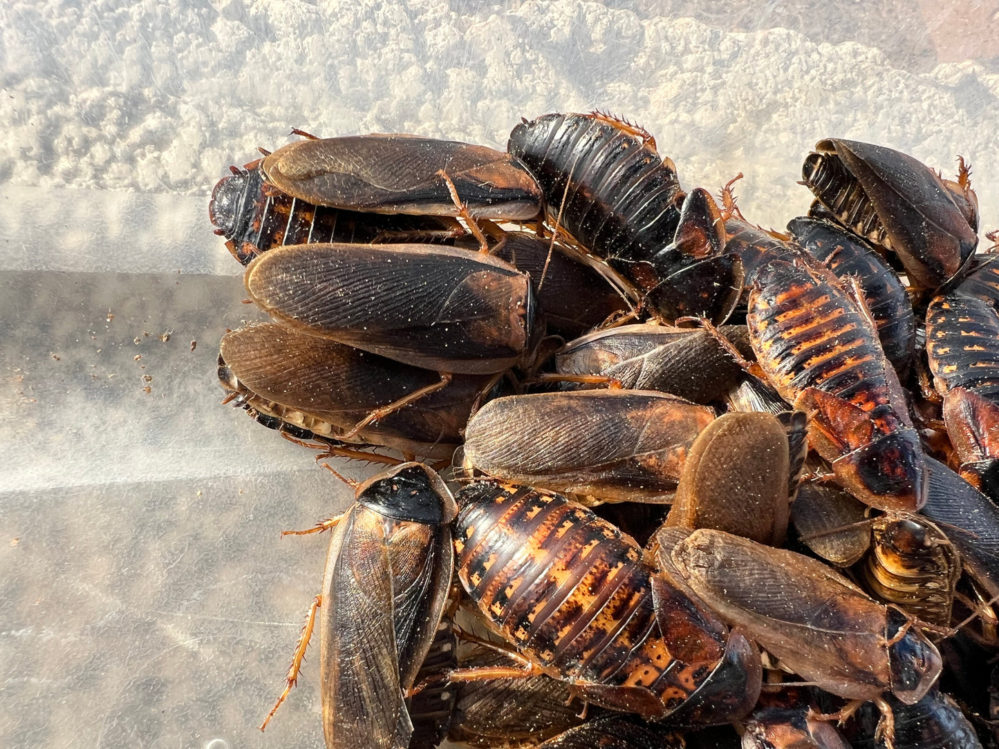Adult Dubia Roach Breeding Groups