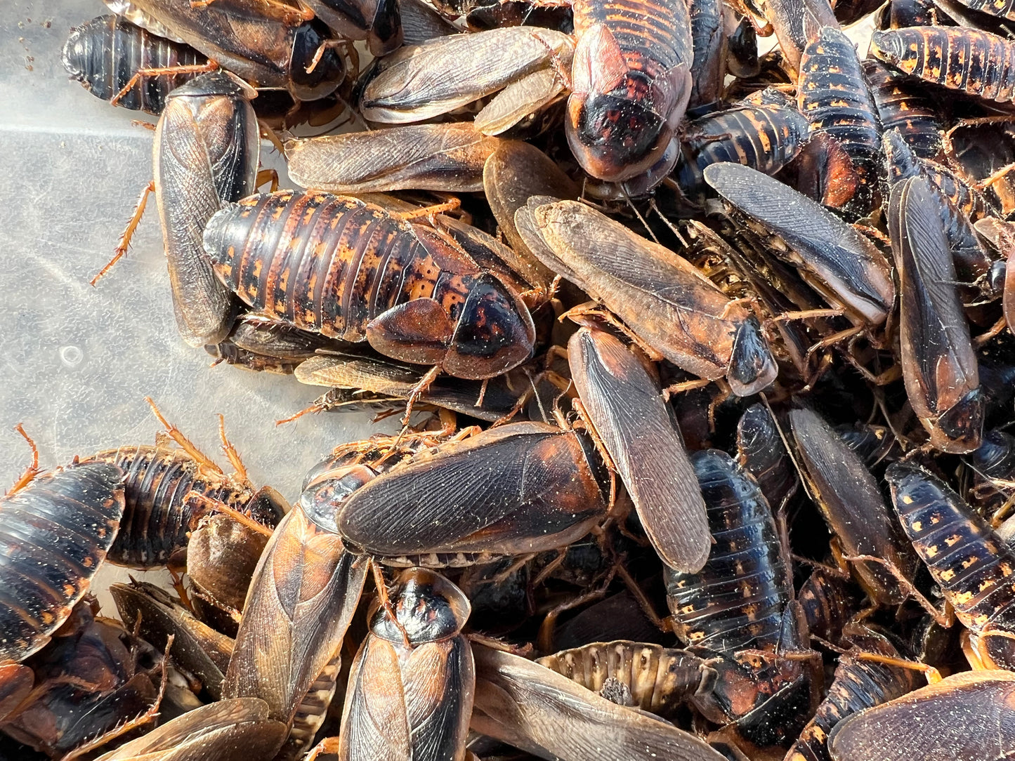 Adult Dubia Roach Breeding Groups