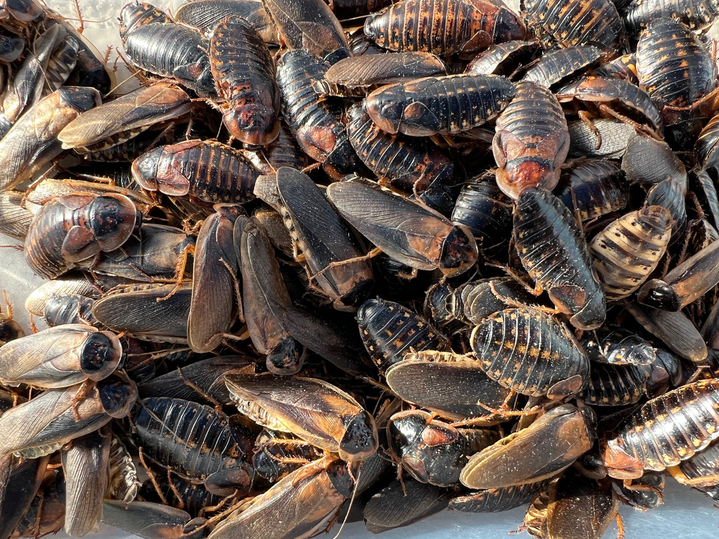 Adult Dubia Roach Breeding Groups