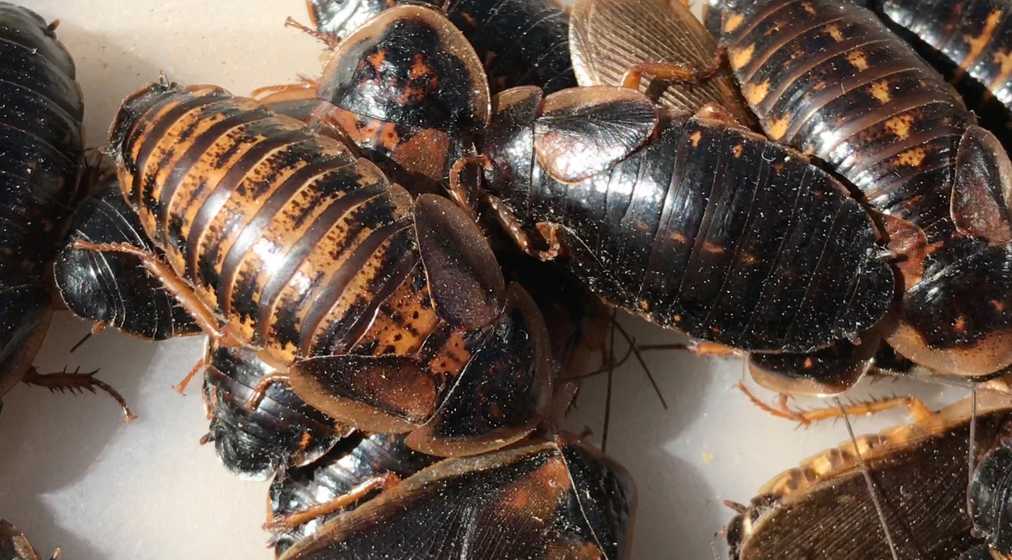 Adult Dubia Roach Breeding Groups