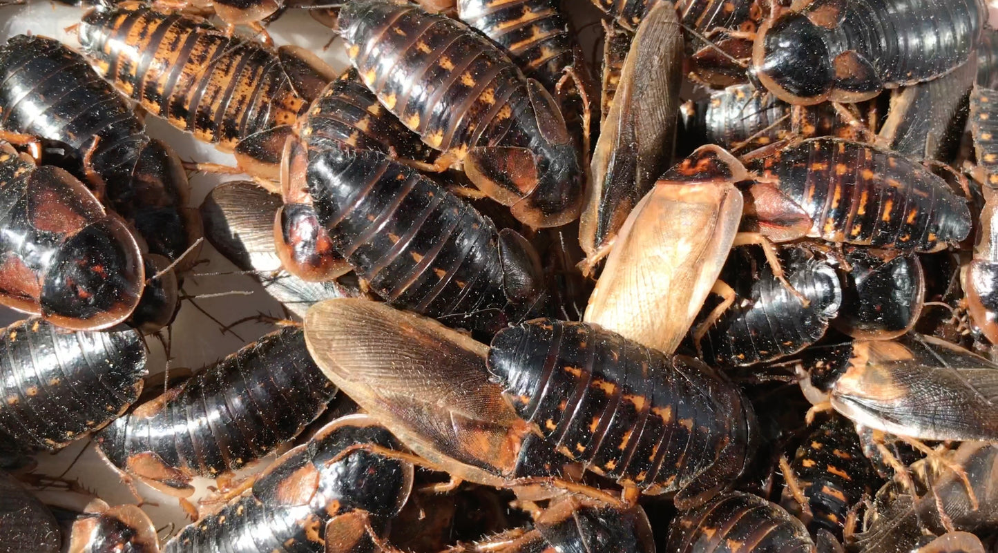 Adult Dubia Roach Breeding Groups