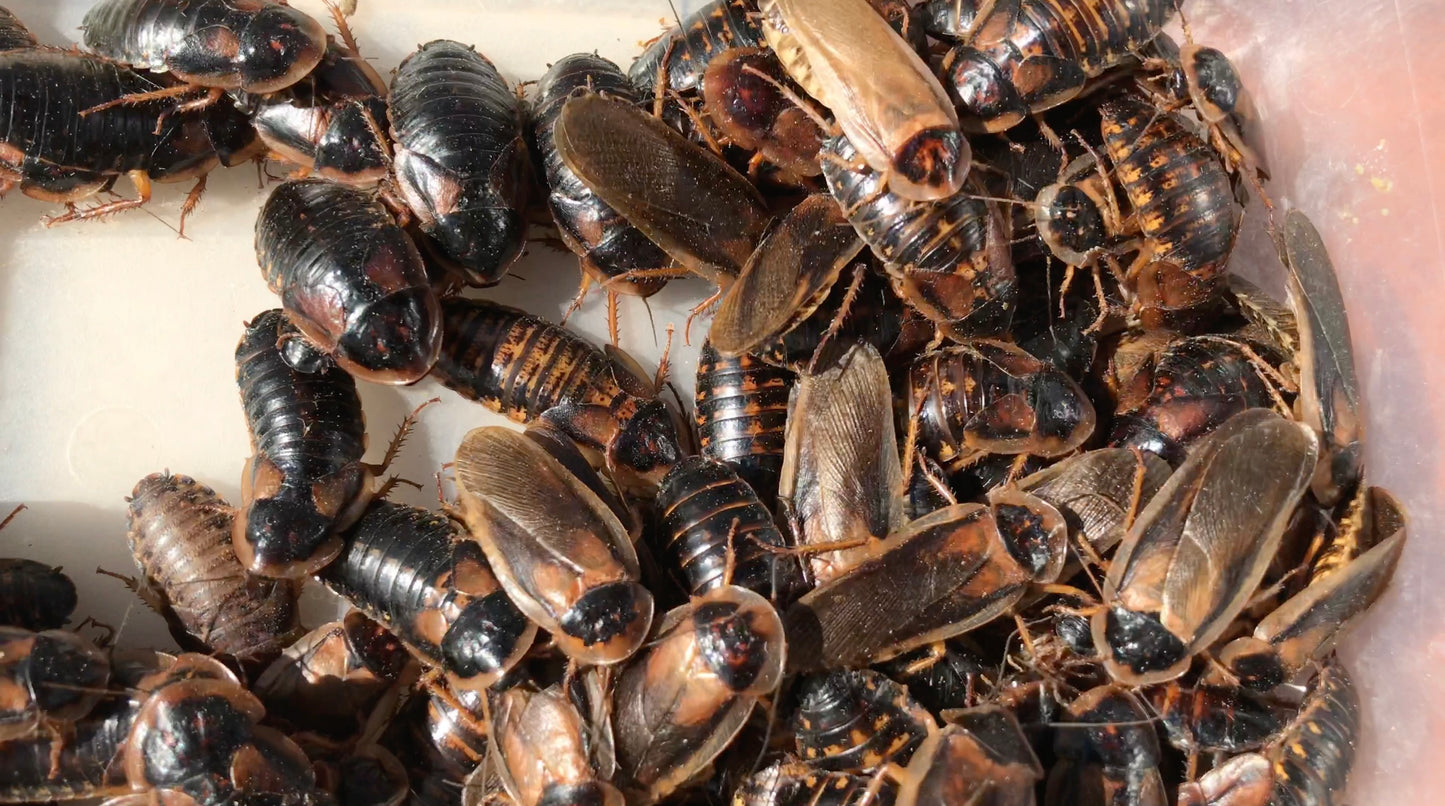 Adult Dubia Roach Breeding Groups