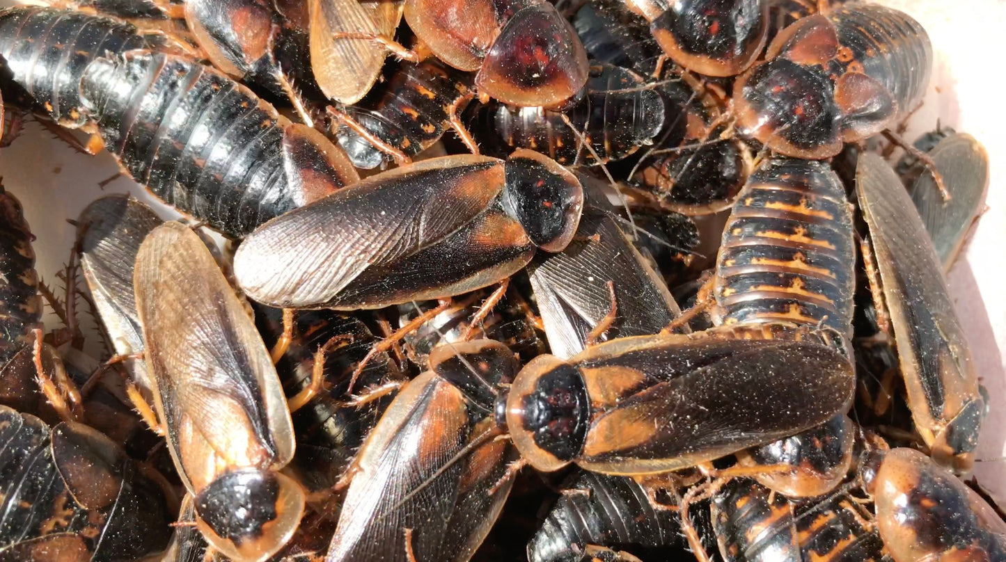 Adult Dubia Roach Breeding Groups