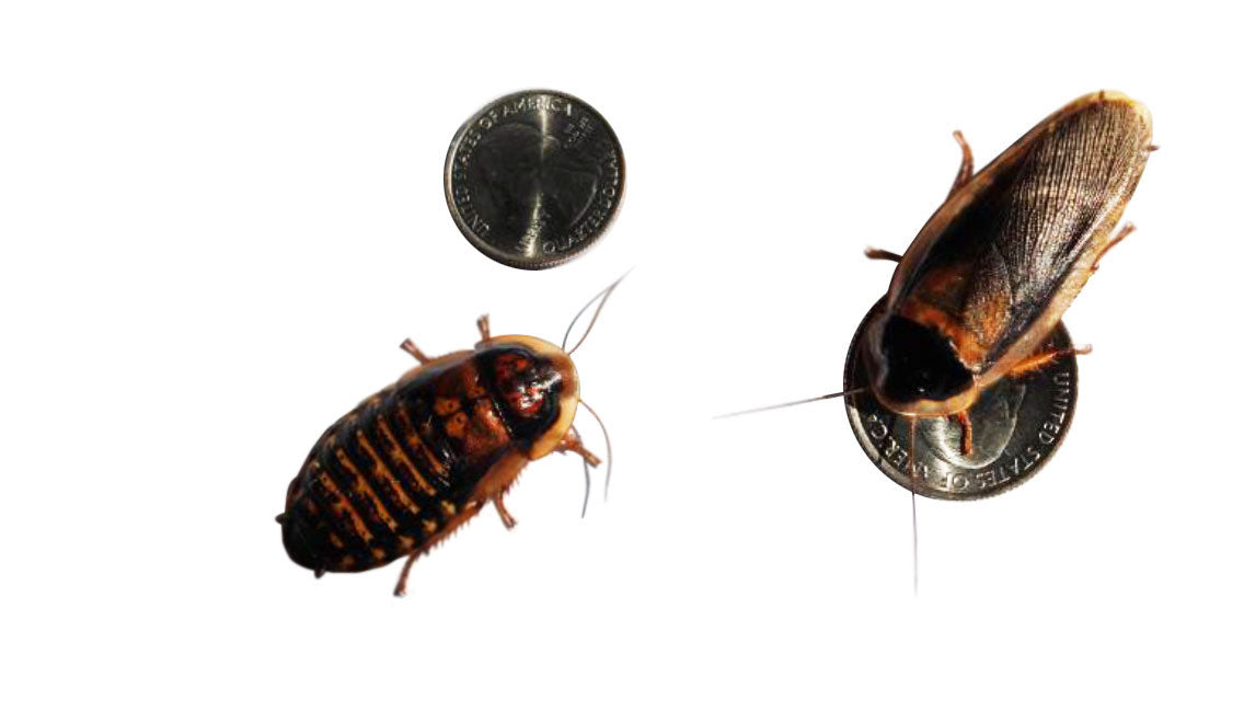 Adult Dubia Roach Breeding Groups