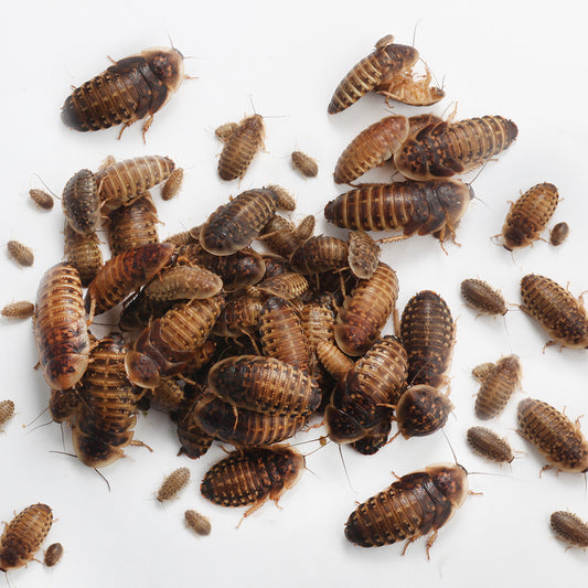 High-protein mixed size Dubia roaches for bearded dragon feeding - Bad Ass Bugs