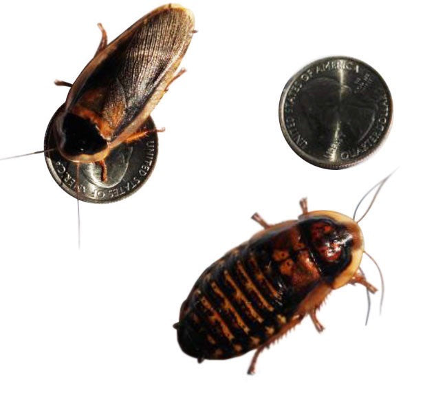 Adult Dubia Roach Breeding Groups